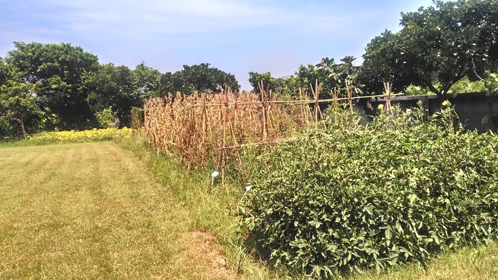 屯山國小-校園植物區.jpg