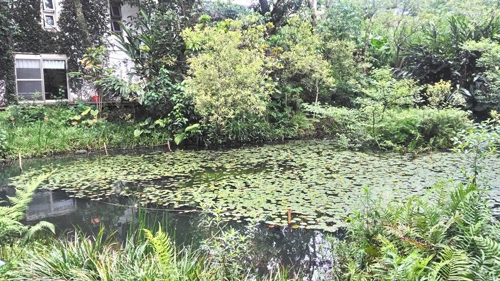 成福國小7-生態水池.jpg