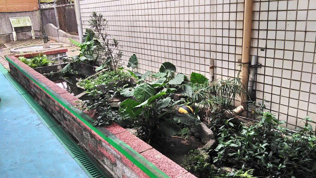 大埔國小8-生態水池.jpg