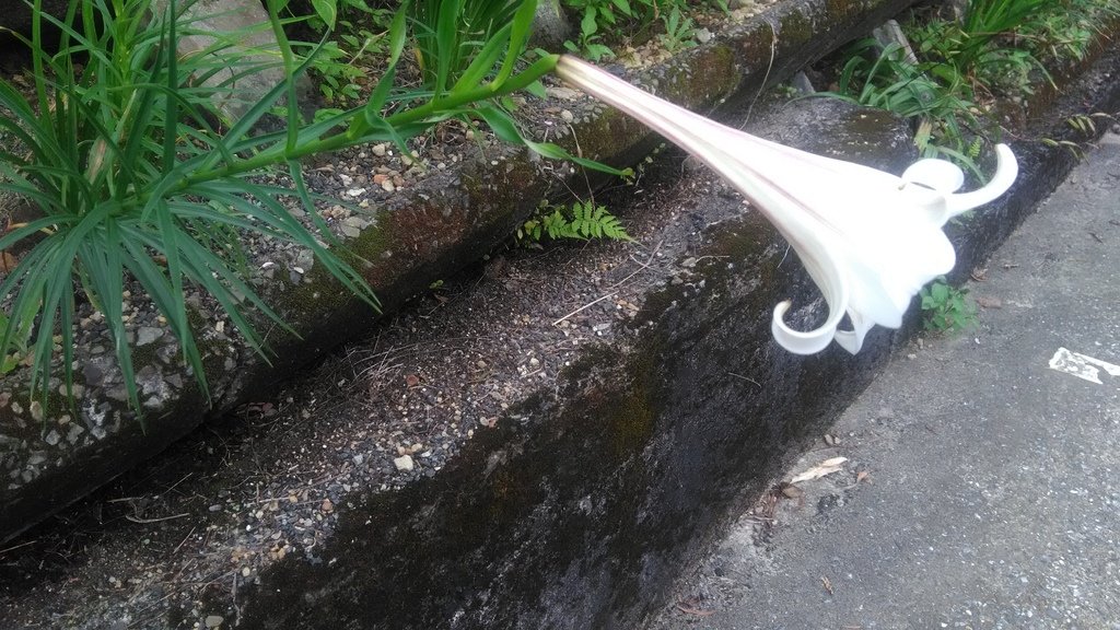 華梵大學e2-大學之道花臺.jpg