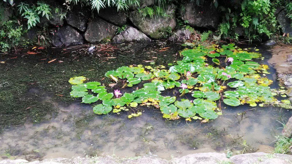 德興炭礦5-蓮花池.jpg