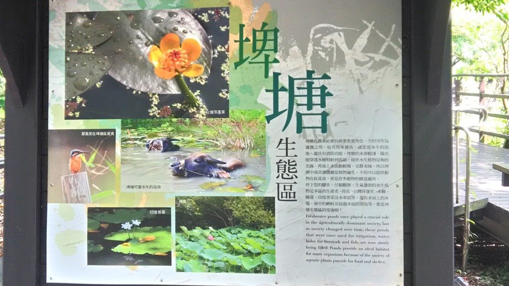 關渡自然公園26-埤塘生態區.jpg