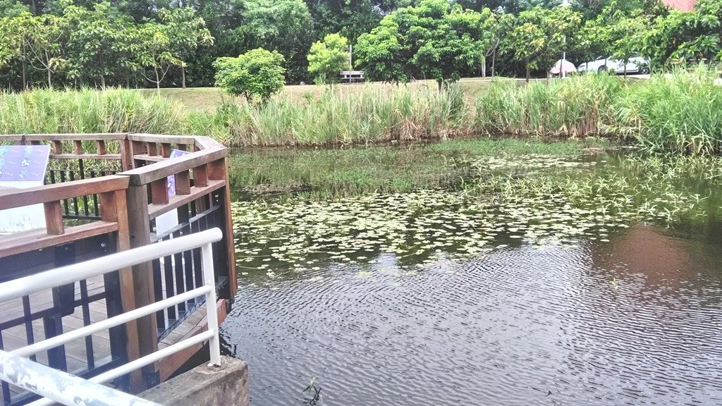 花博公園美術館區-水生植物池.jpg