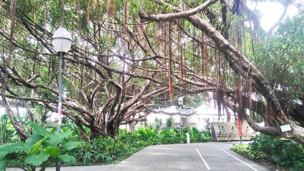 花博公園美術館區-走道老樹.jpg