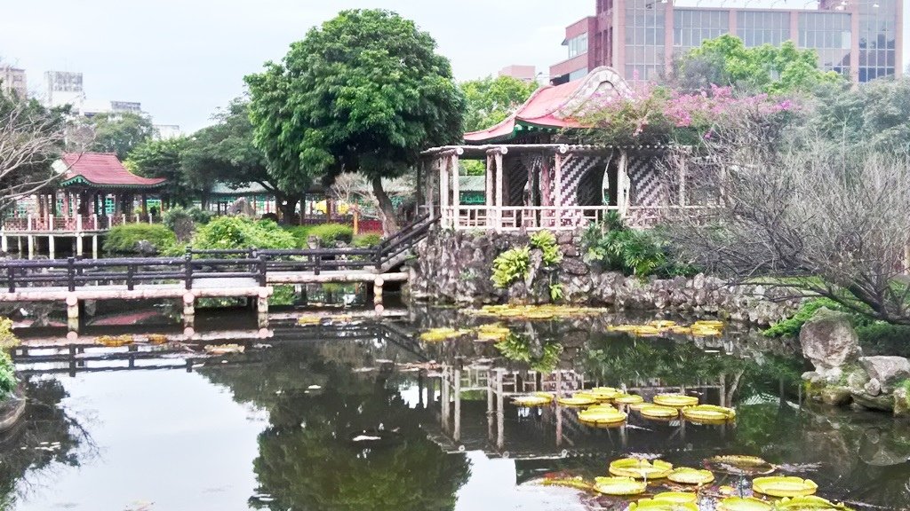 雙溪公園-大王蓮葉.jpg