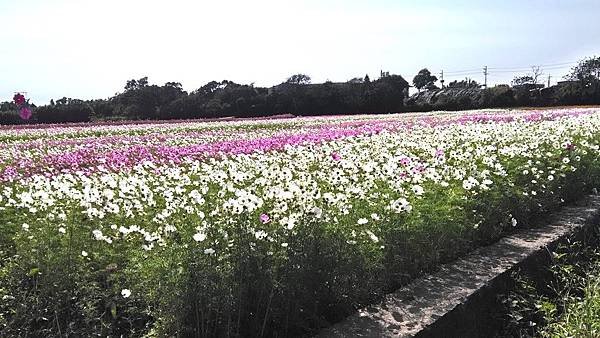 2019花彩節中壢展區-18.jpg