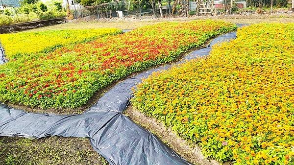 花彩節大溪區-花田5.jpg