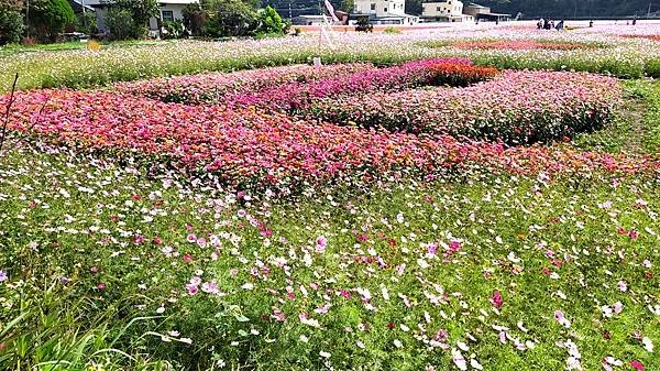 花彩節大溪區-花田1.jpg