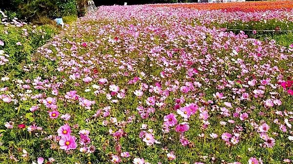 花彩節大溪區-花田6.jpg