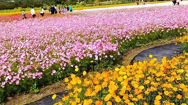 花彩節大溪區-花田3.jpg