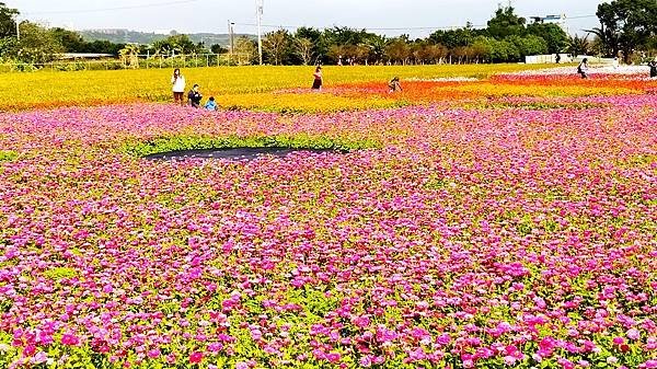 花彩節大溪區-花田7.jpg