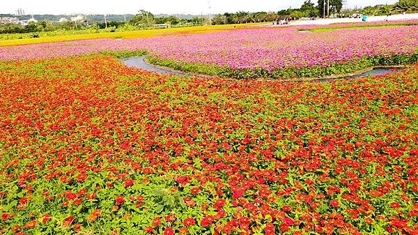 花彩節大溪區-花田10.jpg