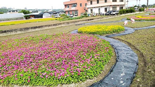 花彩節大溪區-花田16.jpg