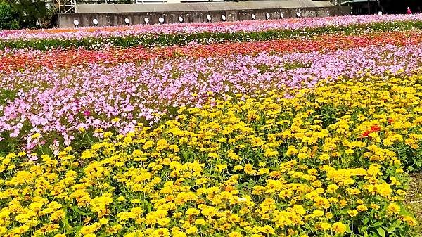 花彩節大溪區-花田11.jpg