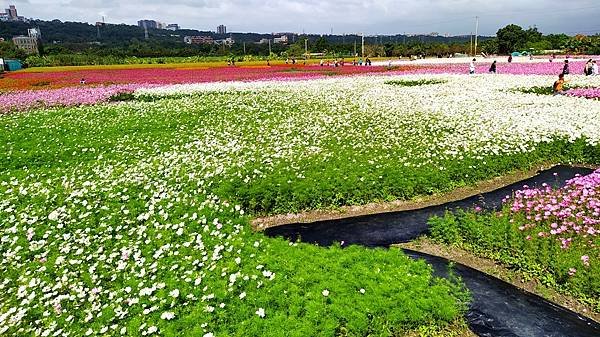 花彩節大溪區-花田13.jpg