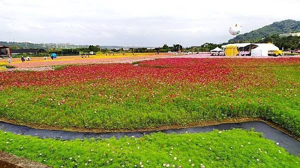 花彩節大溪區-花田20.jpg