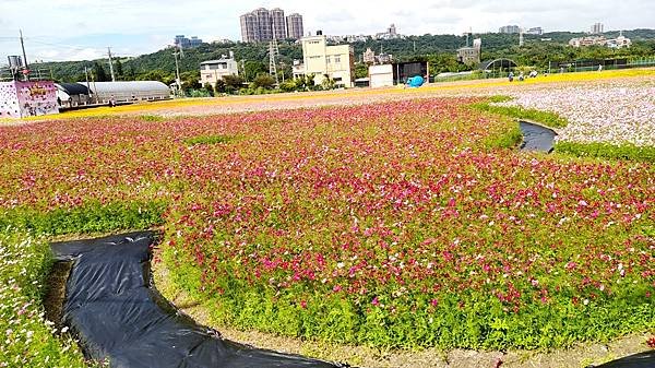 花彩節大溪區-花田18.jpg