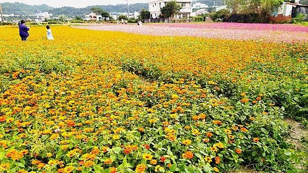 花彩節大溪區-花田26.jpg