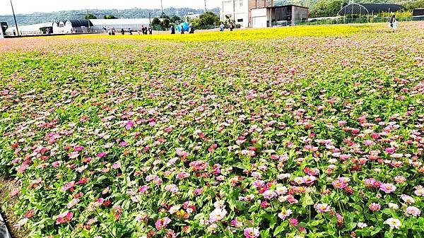 花彩節大溪區-花田25.jpg