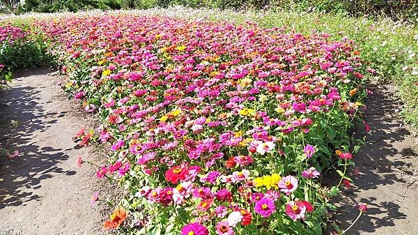 花彩節大溪區-花朵10.jpg