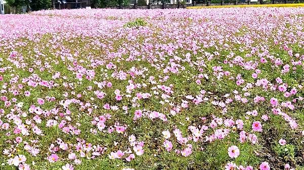 花彩節大溪區-花朵14.jpg