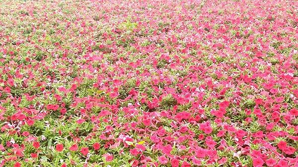 2020綠色生活悠游節-花圃7.jpg