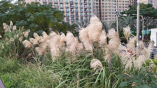 六股埤塘生態公園-13芒草.jpg