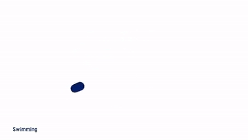 swimming-游泳.gif