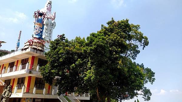 大山背樂善堂11-古廟老樹.jpg