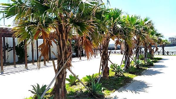 南寮公園38-熱帶林木.jpg