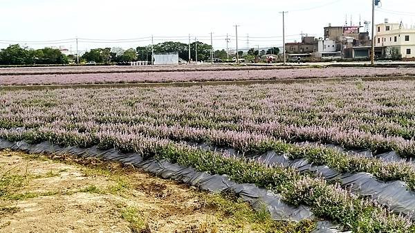 楊梅仙草花節-花田1.jpg