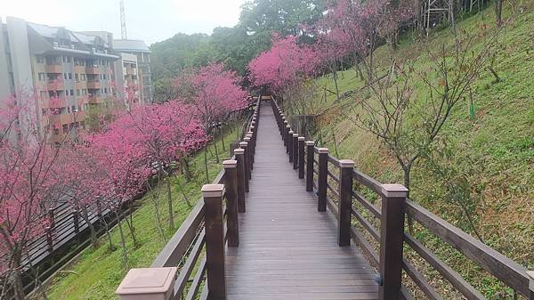 長庚養生村23-賞花木棧道.jpg