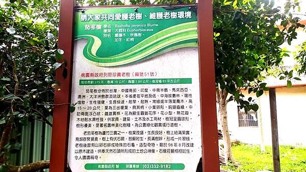 茄冬老樹福德宮-認證老樹.jpg