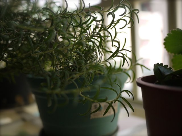 rosemary1