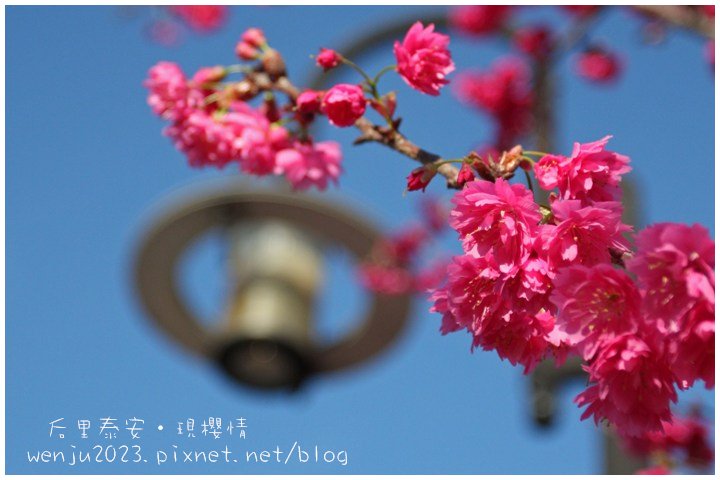 泰安櫻花IMG_1297b