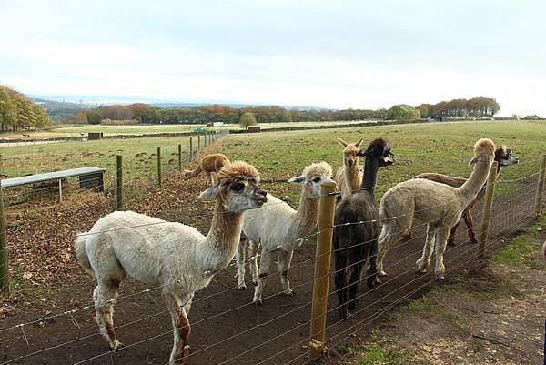 Mayfield Alpacas