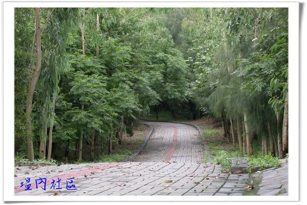 木麻黃海岸林風景