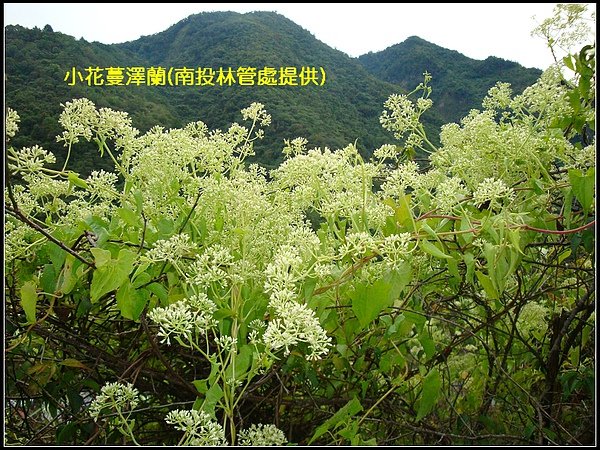 小花蔓澤蘭(南投林管處提供).jpg