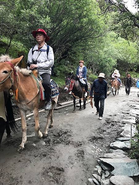 2019年四川之旅（稻城亞丁）第7天洛戎牛場、央邁勇神山、牛