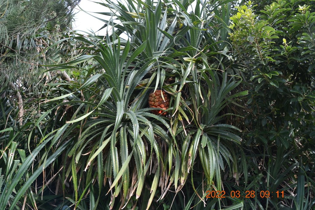 DSC_0617.JPG