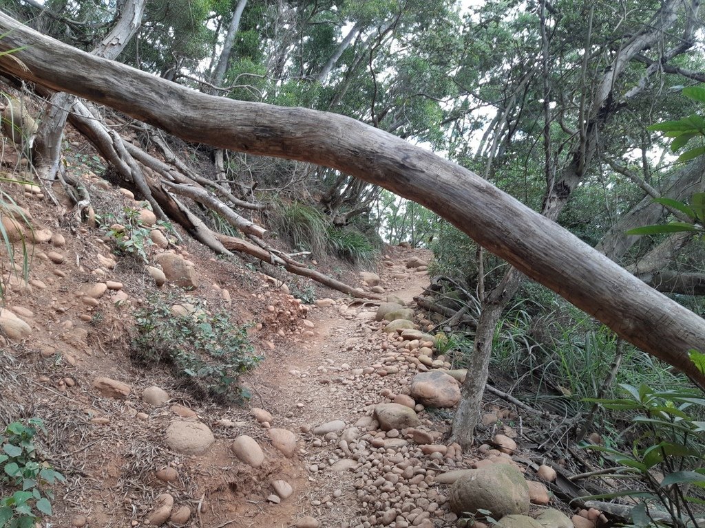 苗栗三義火炎山-樂活家族三義大甲一日遊(一)