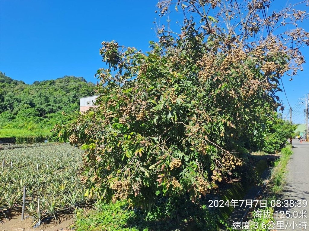 雲林2024斗六半程馬拉松-與林相遇-我的第81場半程馬拉松