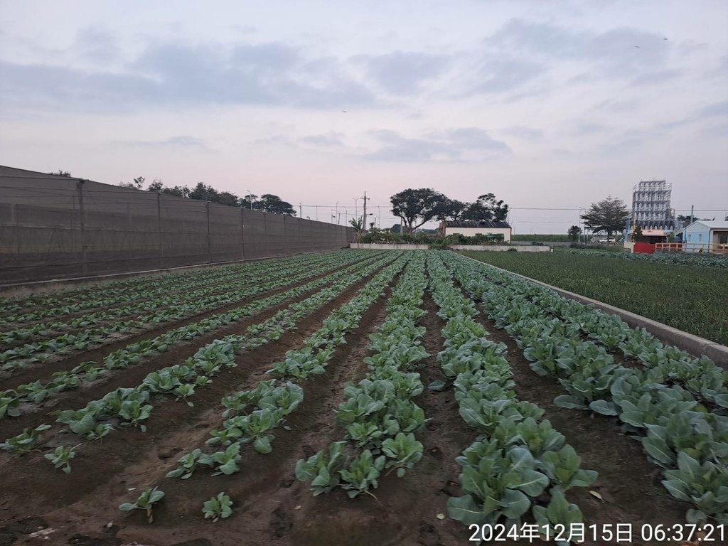 雲林2024西螺媽祖太平媽祈福馬拉松-我的第94場半程馬拉松