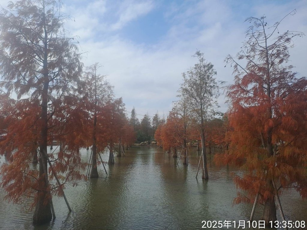 苗栗公館鄉落羽松
