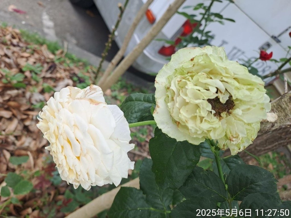 苗栗頭份停車場賞花