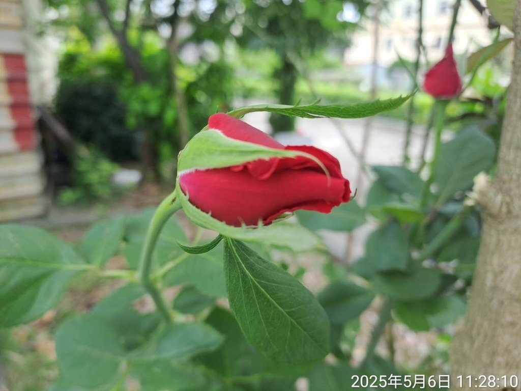 苗栗頭份停車場賞花