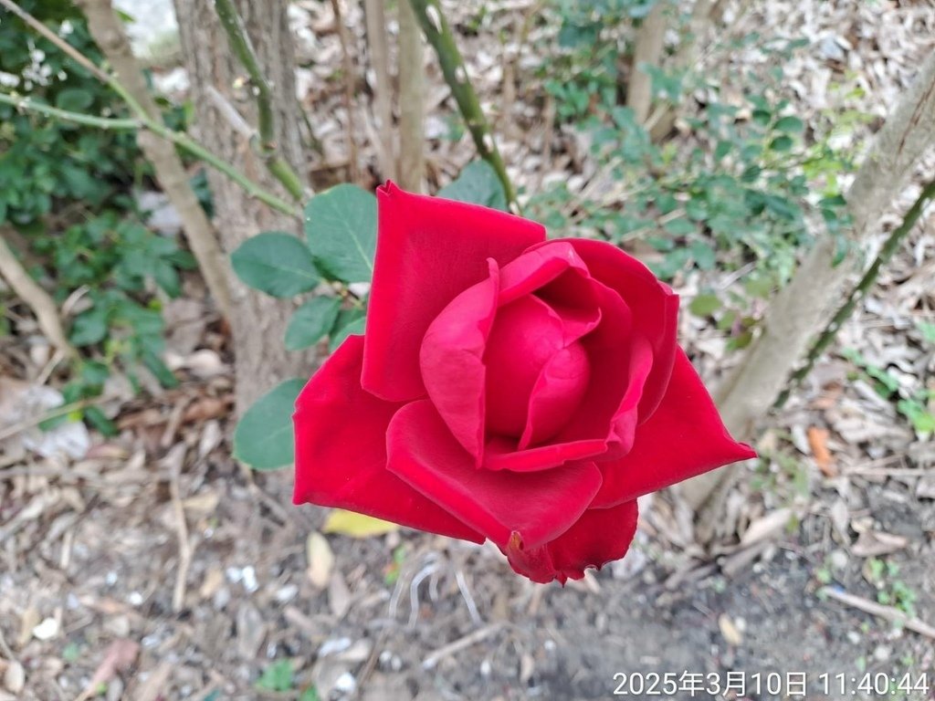 苗栗頭份停車場賞花