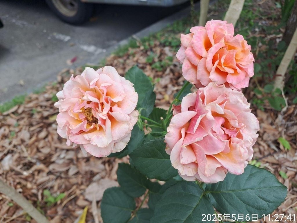 苗栗頭份停車場賞花