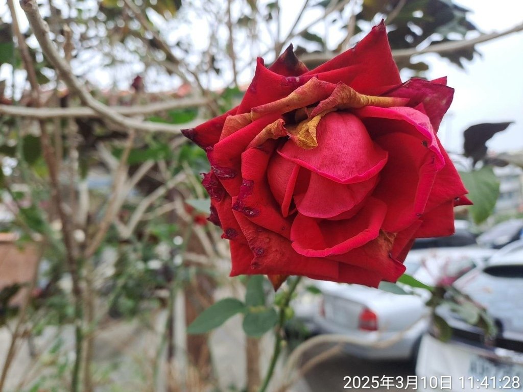 苗栗頭份停車場賞花