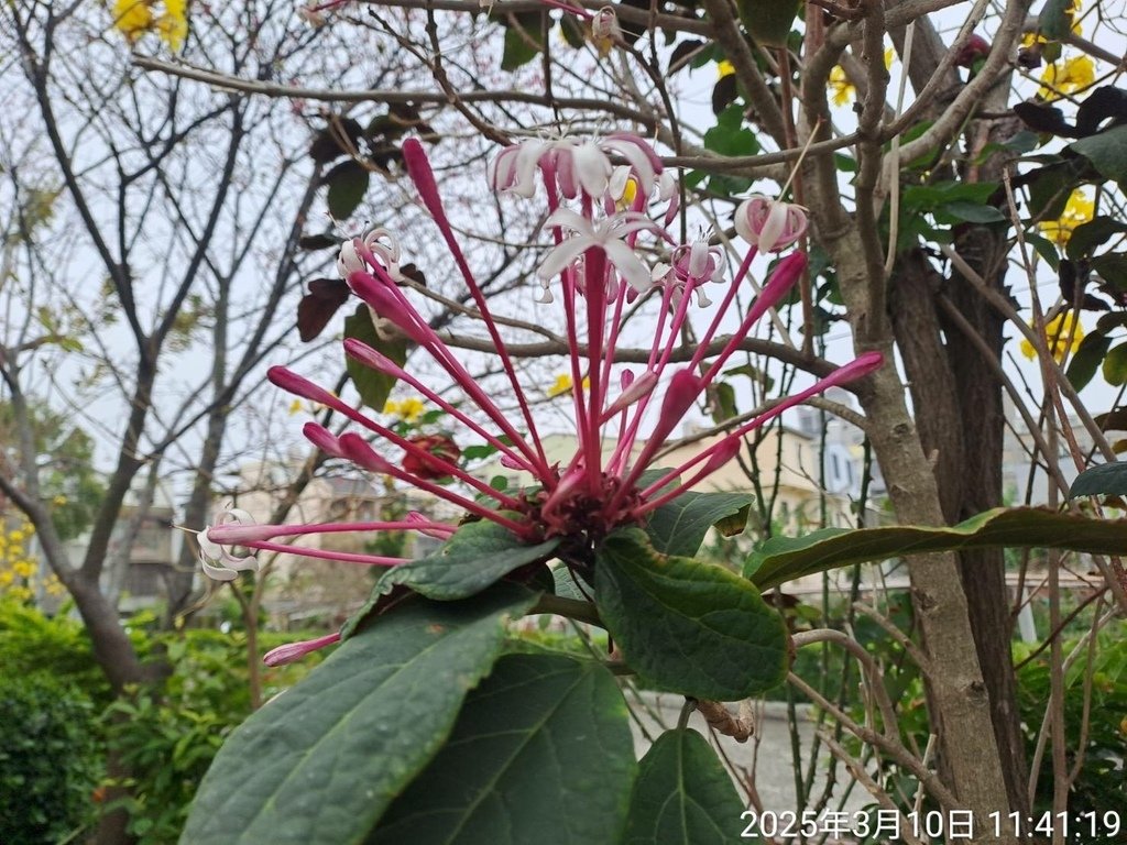 苗栗頭份停車場賞花